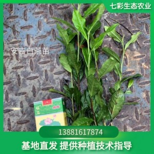 求购 安吉白茶苗